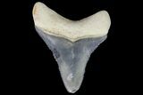 Serrated, Fossil Megalodon Tooth - Bone Valley, Florida #145086-1